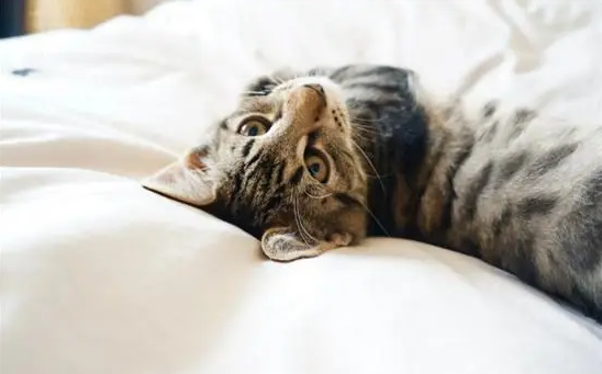 猫咪睡觉抽搐为什么会死亡
