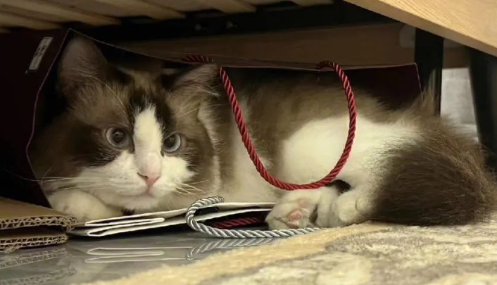 猫丢了找猫的窍门