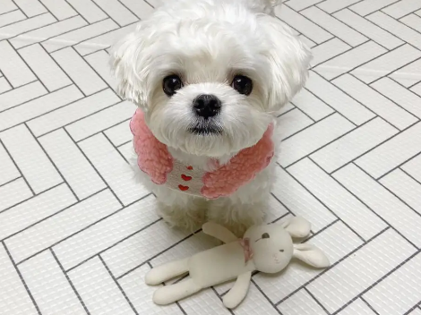 马尔济斯犬怀孕几个月生产?这里有答案~ 马尔济斯犬怀孕几个月生产?这里有答案~