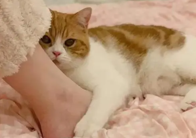 猫咪为什么爱我的脚呢