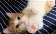 仰头猫咪大叫是为什么原因