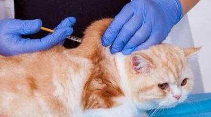 猫三联和狂犬的顺序 猫三联和狂犬的顺序