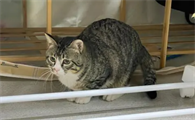 单间养猫怎么才能不臭