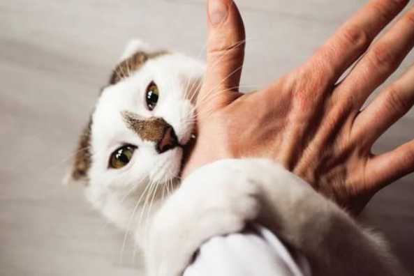 为什么我家的猫喜欢咬我 为什么我家的猫喜欢咬我