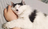 猫咪流产为什么粘人呢