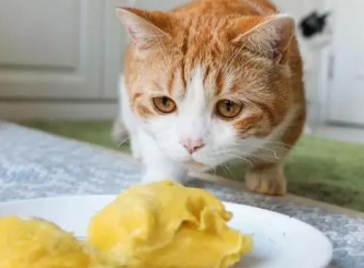 猫为什么能吃榴莲的原因