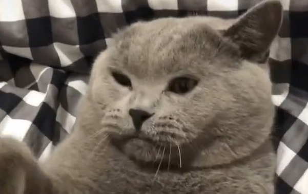 猫咪为什么是戏精的表现 猫咪为什么是戏精的表现