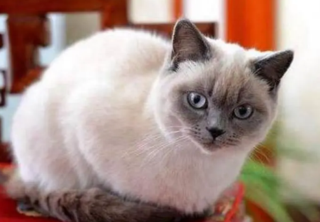 重点色短毛猫怎么洗澡？这里有答案！
