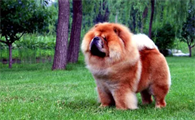 养宠小知识:松狮犬怎么美容?