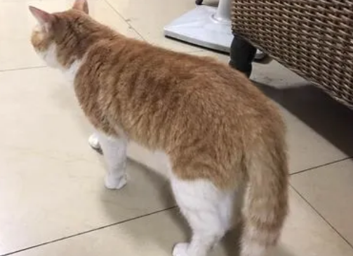为什么猫咪尾巴总是垂下来
