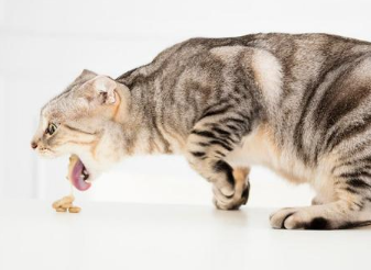 猫半夜突然呕吐是什么原因