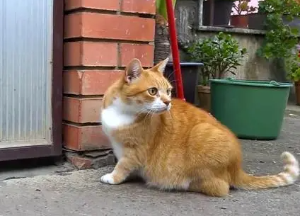 猫咪为什么蹲在门口会叫呢