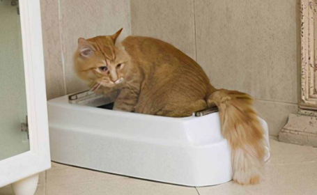 为什么猫咪总是臭臭的味道呢