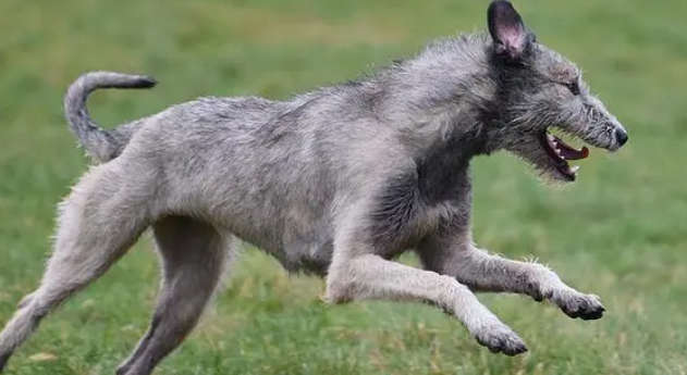 如何训练爱尔兰猎狼犬站立？具体训练方法是？