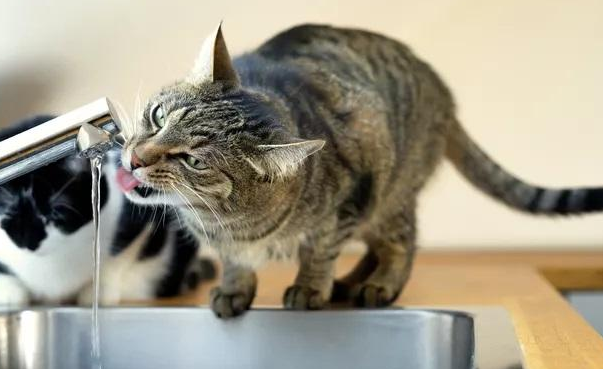 猫咪喝水为什么总是想吐恶心 猫咪喝水为什么总是想吐恶心