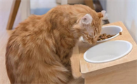 p3p给猫喂食