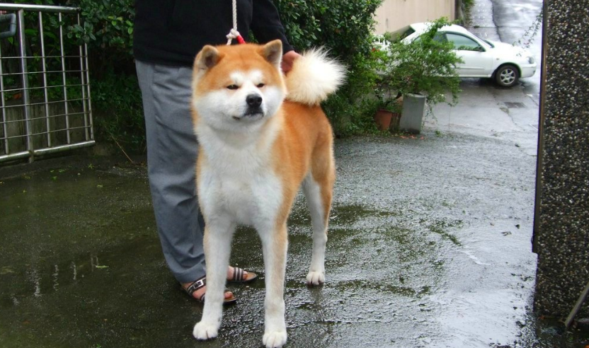 秋田犬发情不吃饭怎么办? 试试这个办法