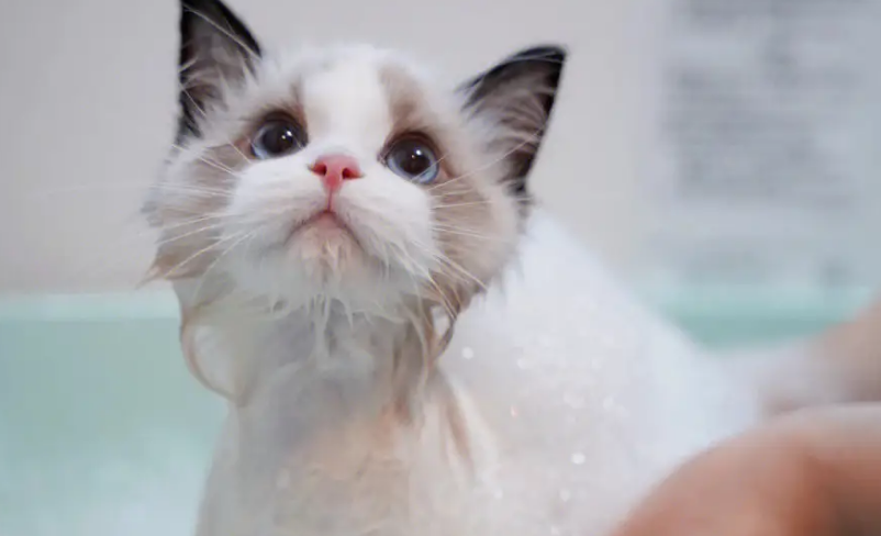 猫咪洗澡应激的原因 猫咪洗澡应激的原因