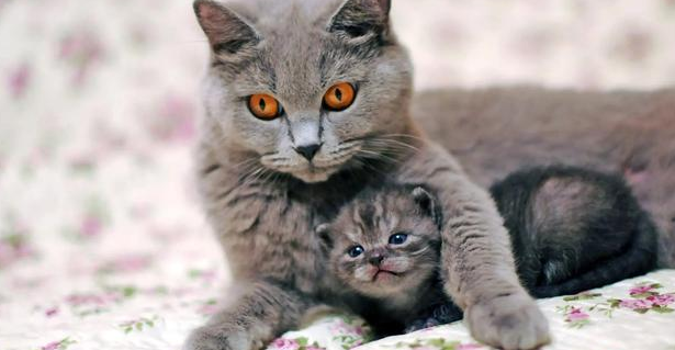 猫咪为什么很像婴儿的样子呢