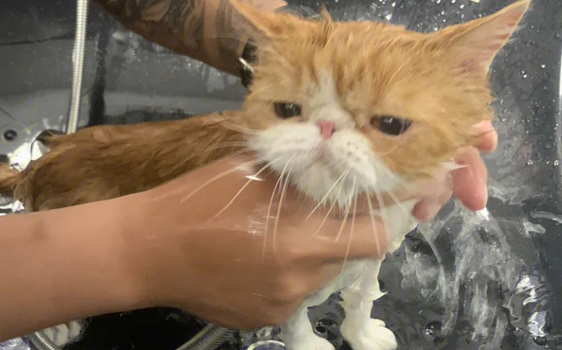 猫咪洗澡要搓澡巾吗 猫咪洗澡要搓澡巾吗