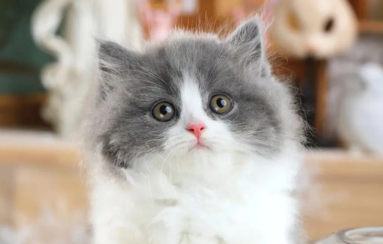 蓝白猫为什么比蓝猫贵？速速来了解！