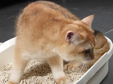 猫咪为什么会站你头上拉屎呢怎么回事 猫咪为什么会站你头上拉屎呢怎么回事