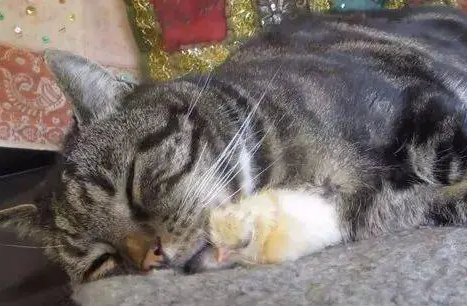 鹌鹑被猫咬伤了还能活吗