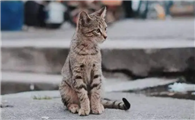 找猫团队真的能找到吗