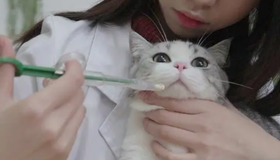 猫为什么体内会长虫 猫为什么体内会长虫