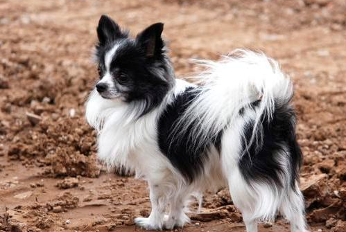 蝴蝶犬什么时候打针？一文告诉你！