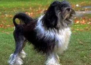 如何训练罗秦犬腾空接物？你了解过吗？