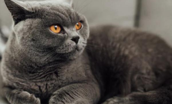 头像为什么不能是猫咪背景的 头像为什么不能是猫咪背景的