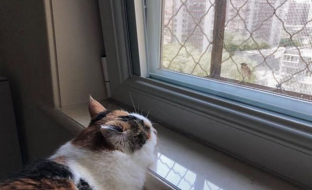 猫咪为什么蹭门窗呢 猫咪为什么蹭门窗呢