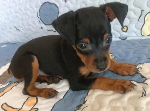 小鹿犬有几种体型？新手如何挑选