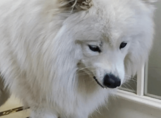 萨摩耶犬不吃饭怎么办？本文告诉你