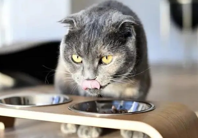 猫咪感冒不吃饭怎么办