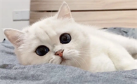 猫咪为什么后腿乱蹬