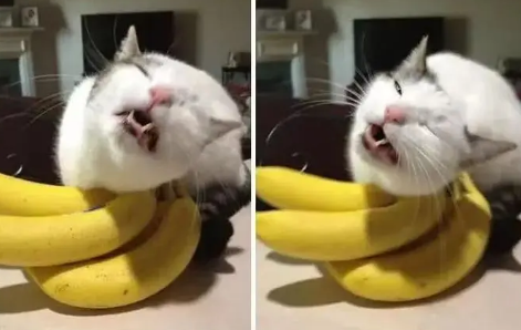 猫咪为什么怕香蕉玩偶呢