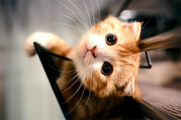 猫咪胡子为什么有白色的东西 猫咪胡子为什么有白色的东西