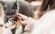 流浪猫能吃鹌鹑蛋吗