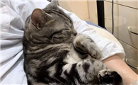 猫咪为什么怕主人抱着睡觉的原因