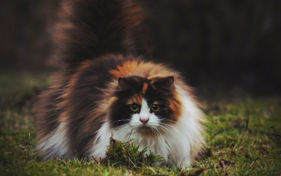 挪威森林猫孕期怎么吃？看这里！