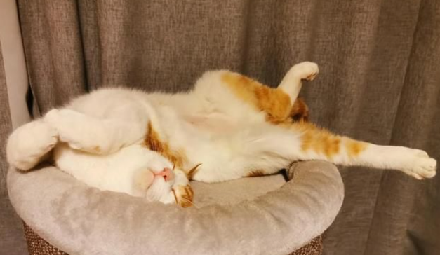 猫咪为什么睡觉离我远啊