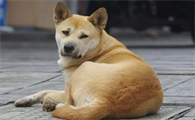 中华田园犬怎么喂养？不妨来看看吧