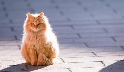 猫咪夏天不爱动为什么呢