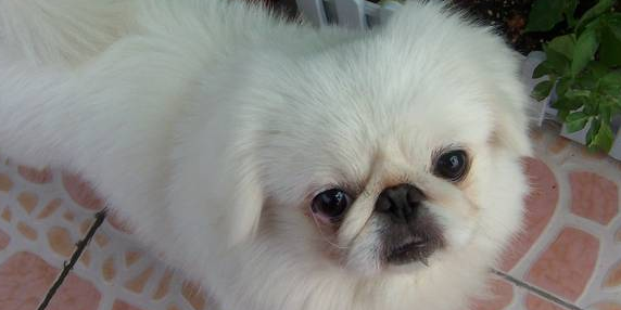 京巴犬吃什么狗粮好？该注意什么？