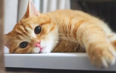 小猫为什么很有趣