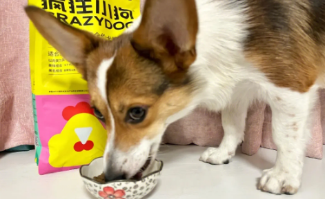 如何加盟疯狂的小狗