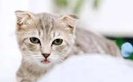 猫咪为什么老是乱叫