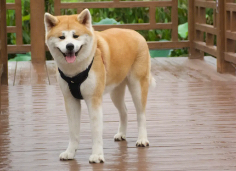 秋田犬发情时期的表现？从哪些行为看出？